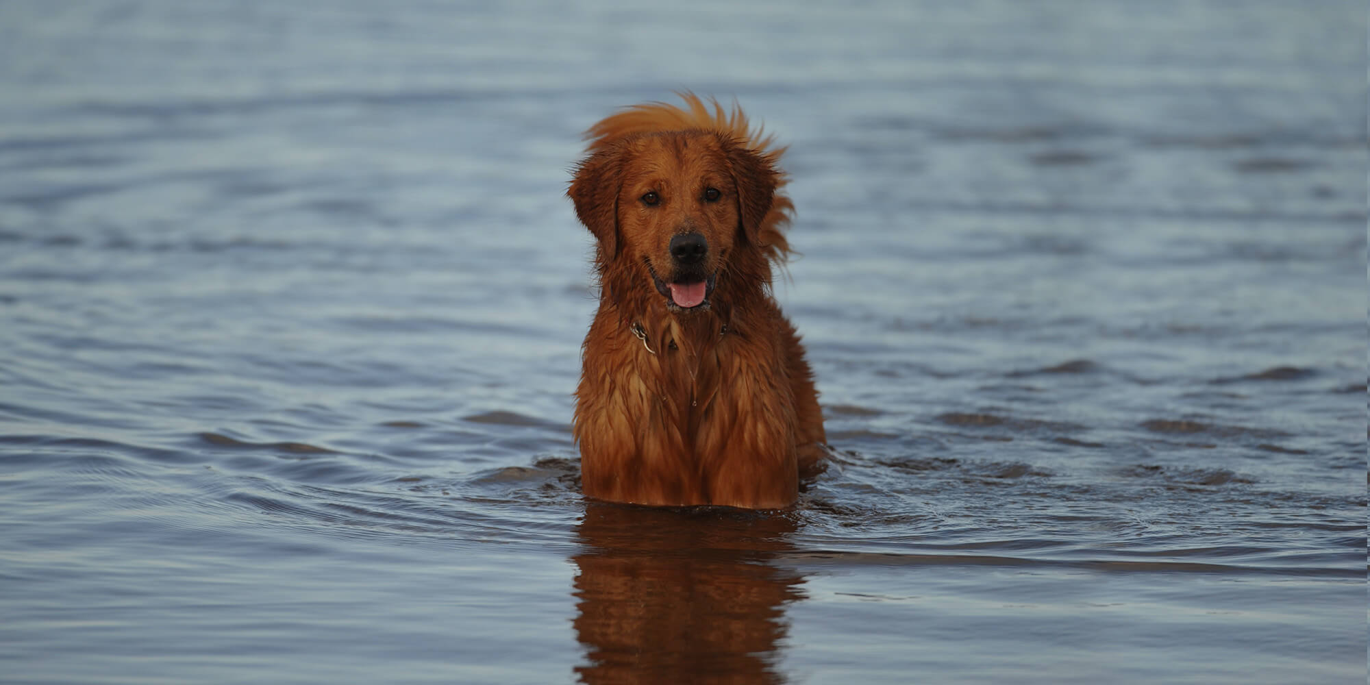 Aloha Animal Hospital Associates