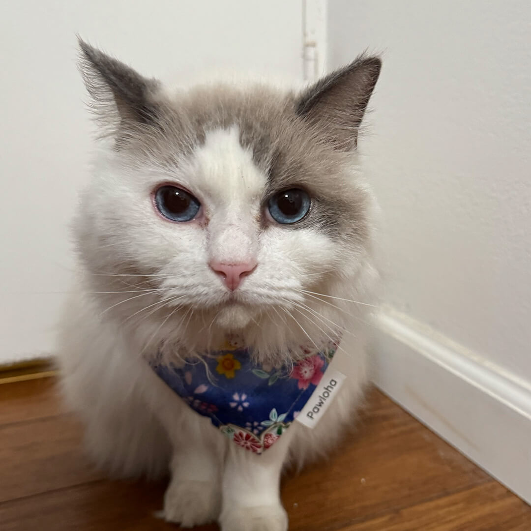 Fluffy ragdoll cat with blue eyes sitting indoors at Aloha Animal Hospital