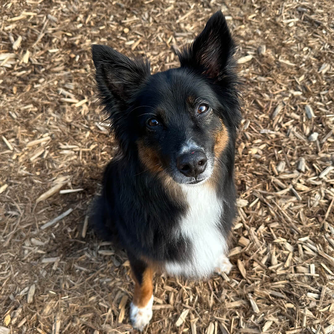 Small black and tan dog standing on mulch at Aloha Animal Hospital