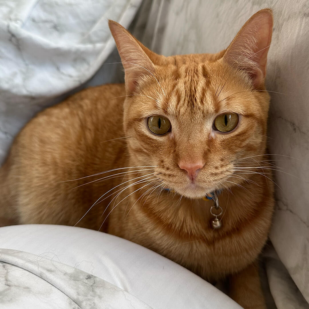 Orange tabby cat resting on bed looking at camera close up