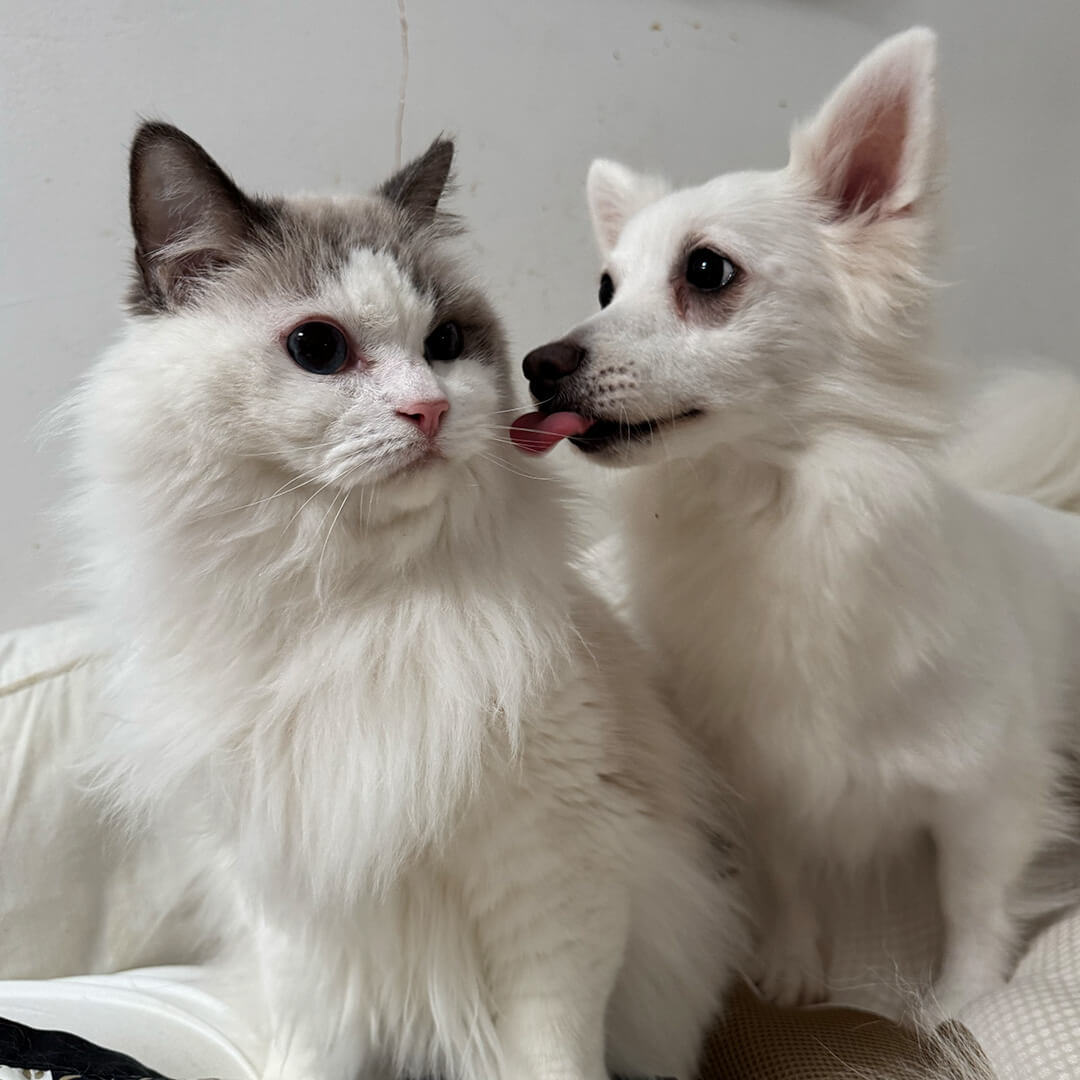 Two fluffy white cats cuddling together indoors at veterinary clinic