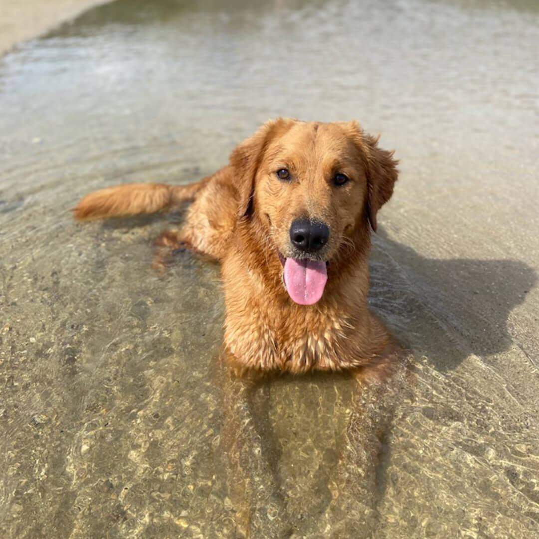 Golden retriever sitting in shallow water at beach in Honolulu