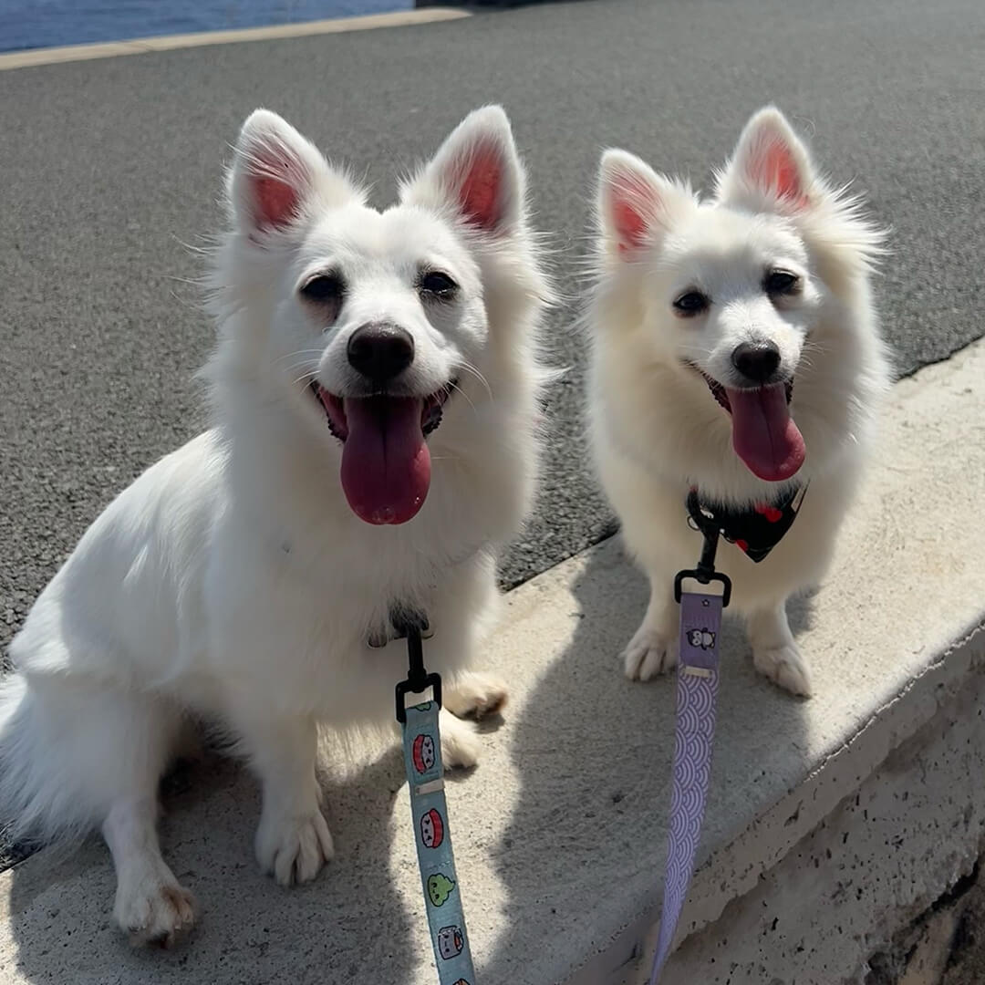Two white dogs on leashes smiling outdoors at Aloha Animal Hospital Honolulu