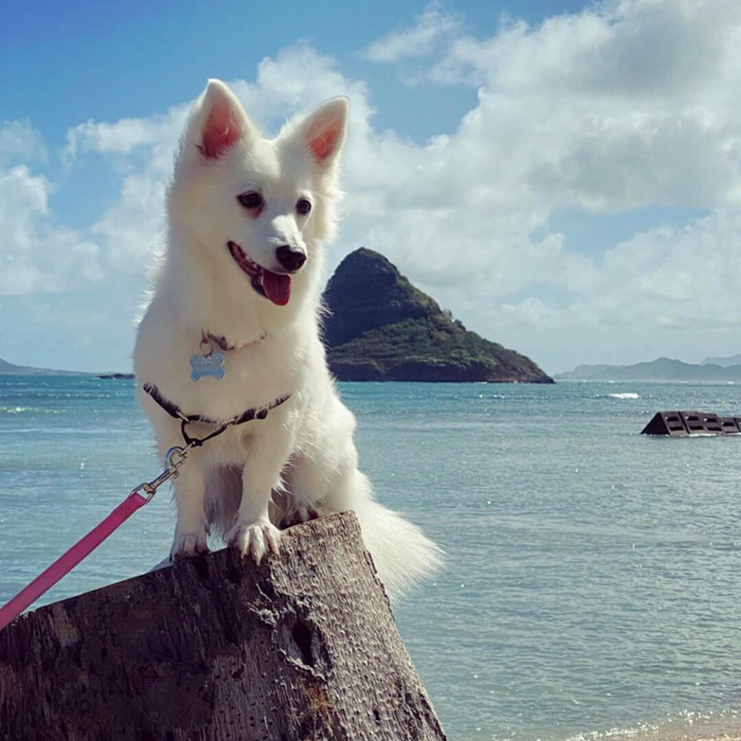 aloha-animal-hospital-pet-care-016 White dog sitting on rock overlooking ocean in Hawaii scenic view