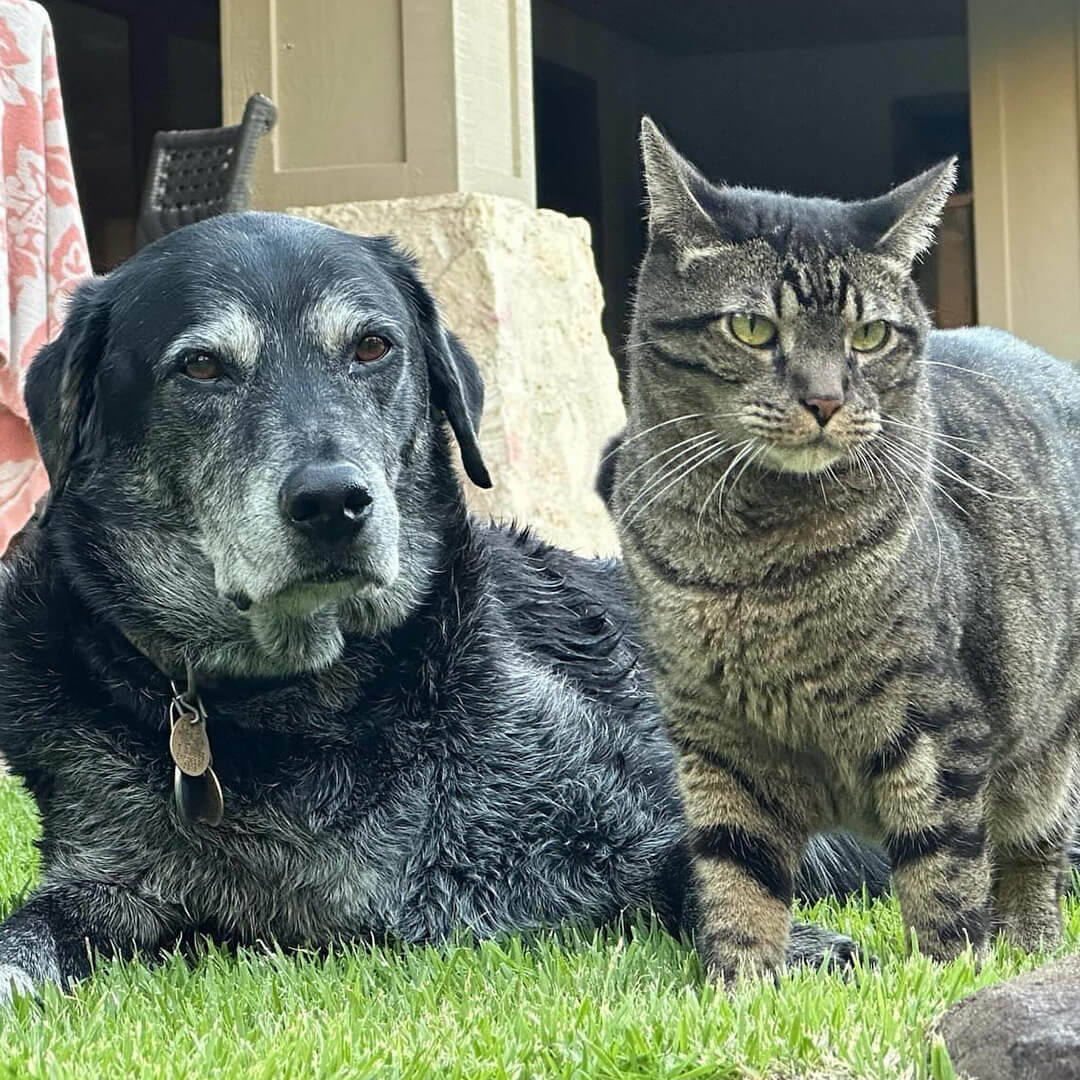 aloha-animal-hospital-pet-care-020 Senior black dog and tabby cat sitting together on grass outdoors