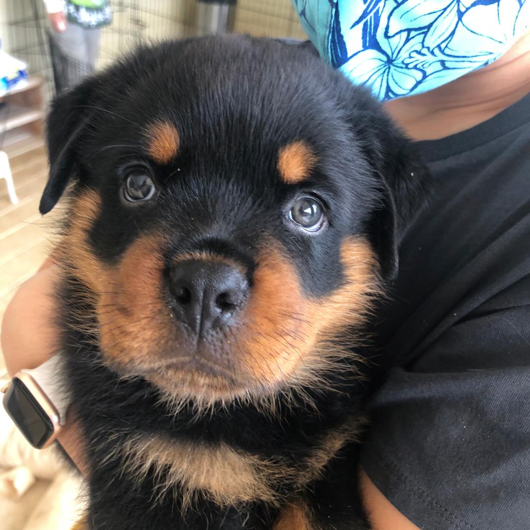 A close-up shot of a Rottweiler puppy being held looking directly at the camera.