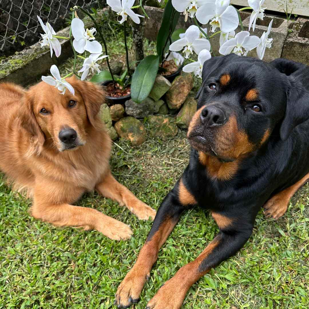 A golden retriever lies next to a Rottweiler on a grassy lawn in front of white orchids.