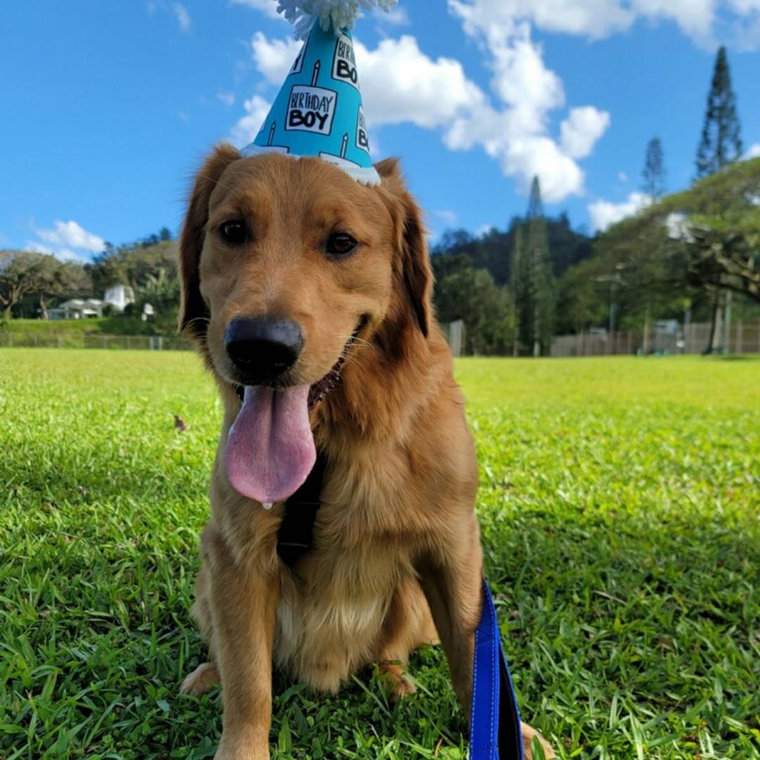 A golden retriever wearing a blue birthday hat sits with its tongue hanging out.