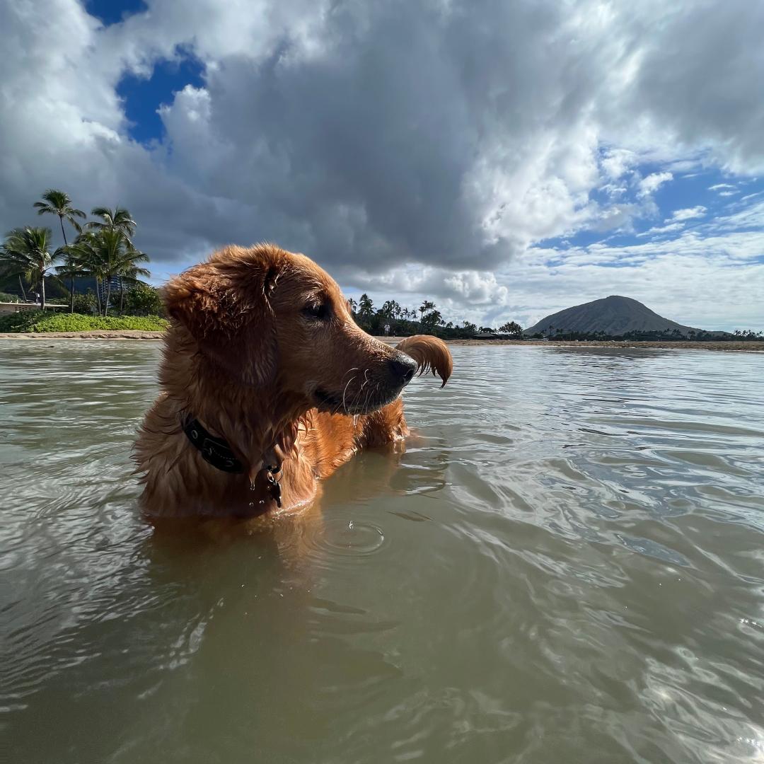 A golden retriever dog stands in calm water.