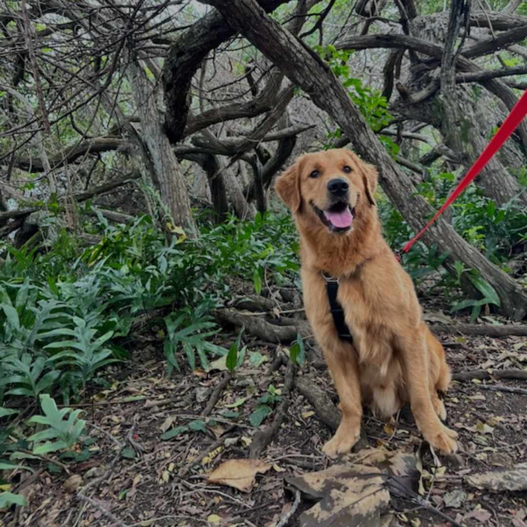 A golden retriever with a black harness and red leash sits in a forest.