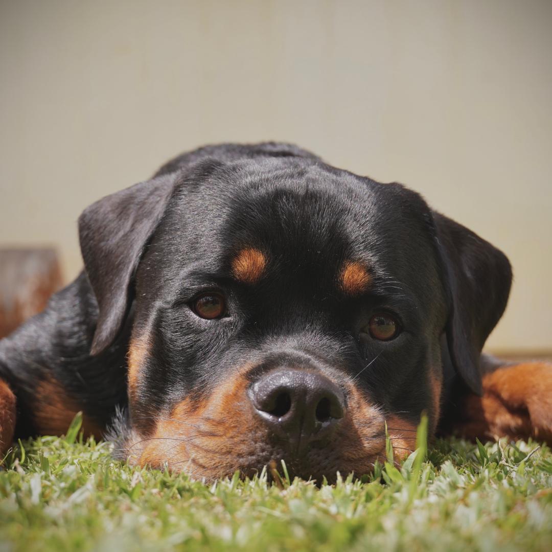 A Rottweiler dog lying on green grass with its head resting and looking towards the camera.