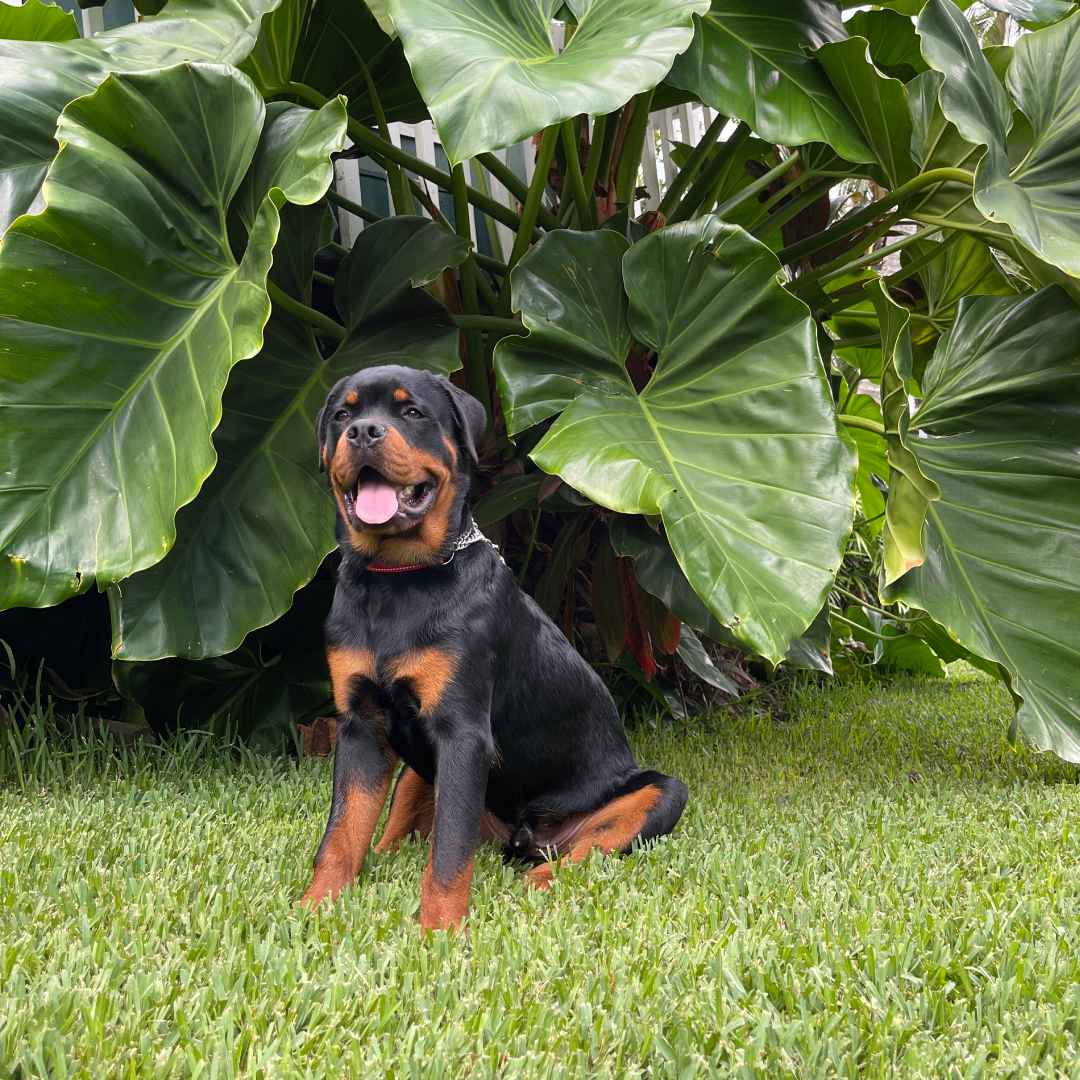 A Rottweiler puppy sits on a grassy lawn in front of large green leaves.
