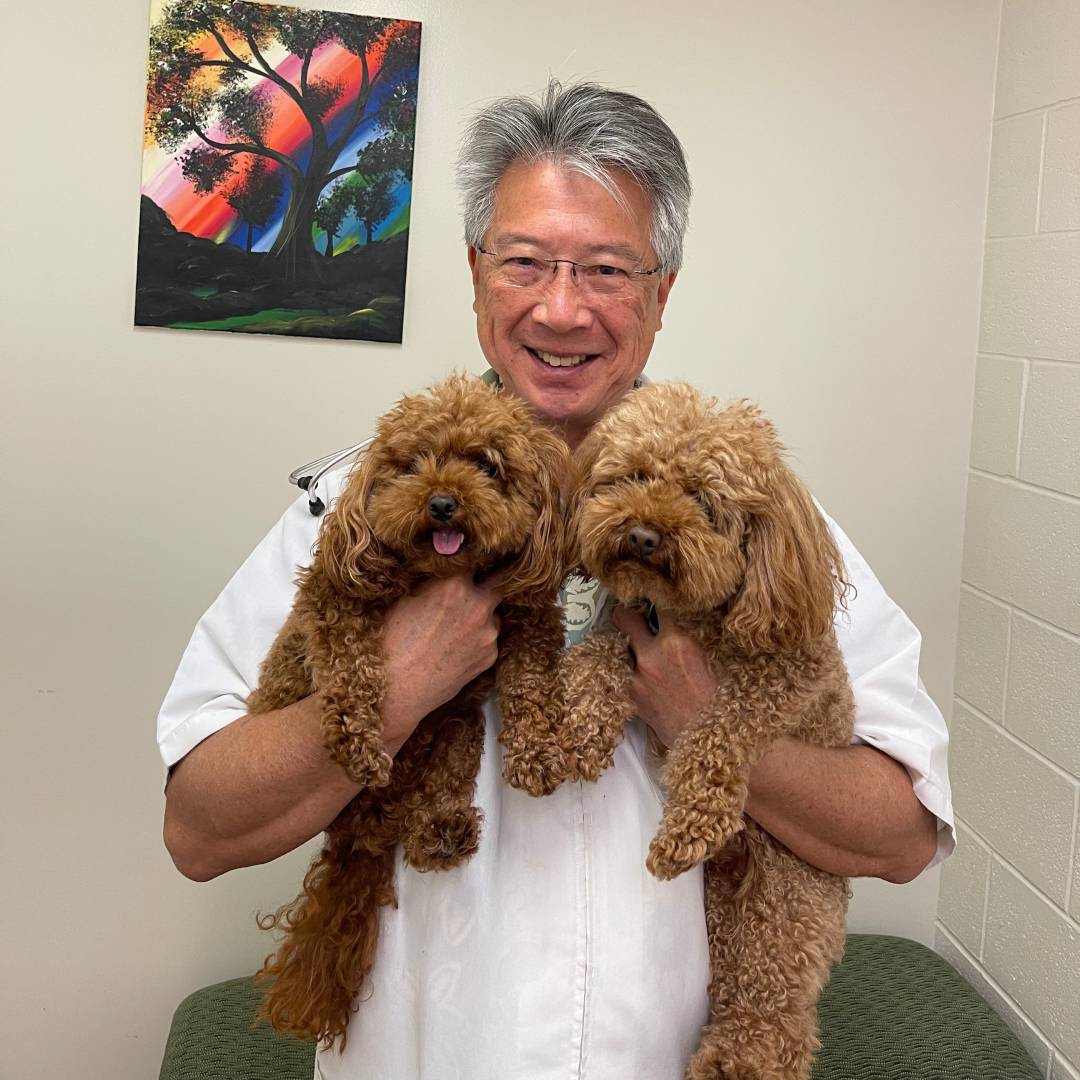 A Vet in a white coat holds two fluffy brown dogs.