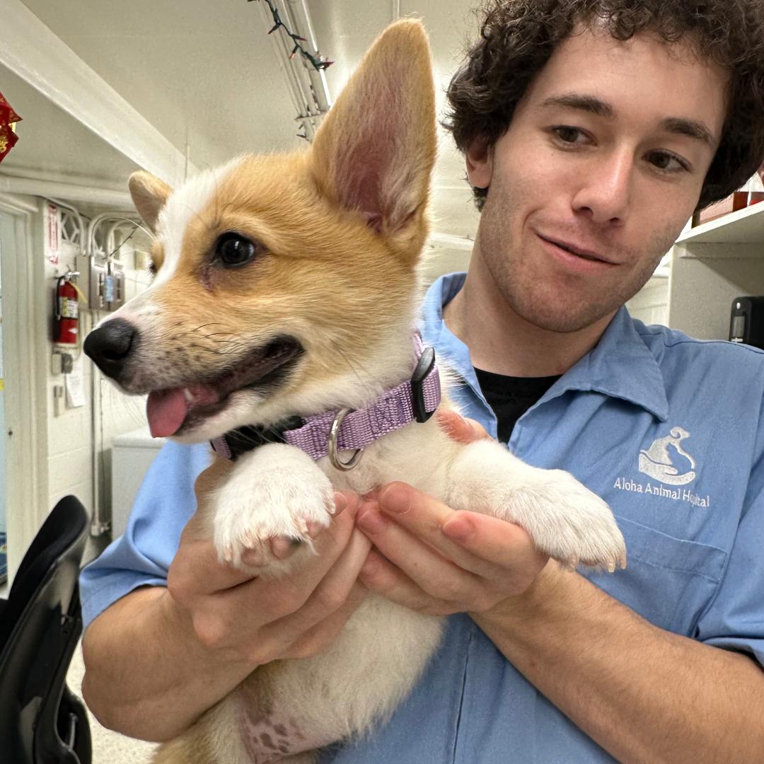 A Vet Staff in a blue uniform holds a corgi puppy with a purple collar.