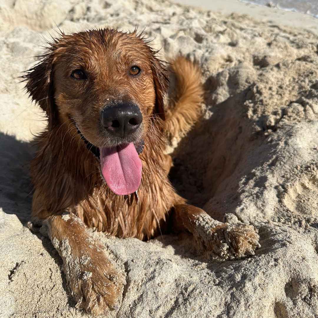A wet golden retriever buried in the sand at the beach.