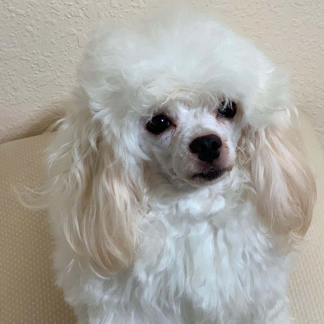 A close-up of a white poodle with curly fur and dark eyes.