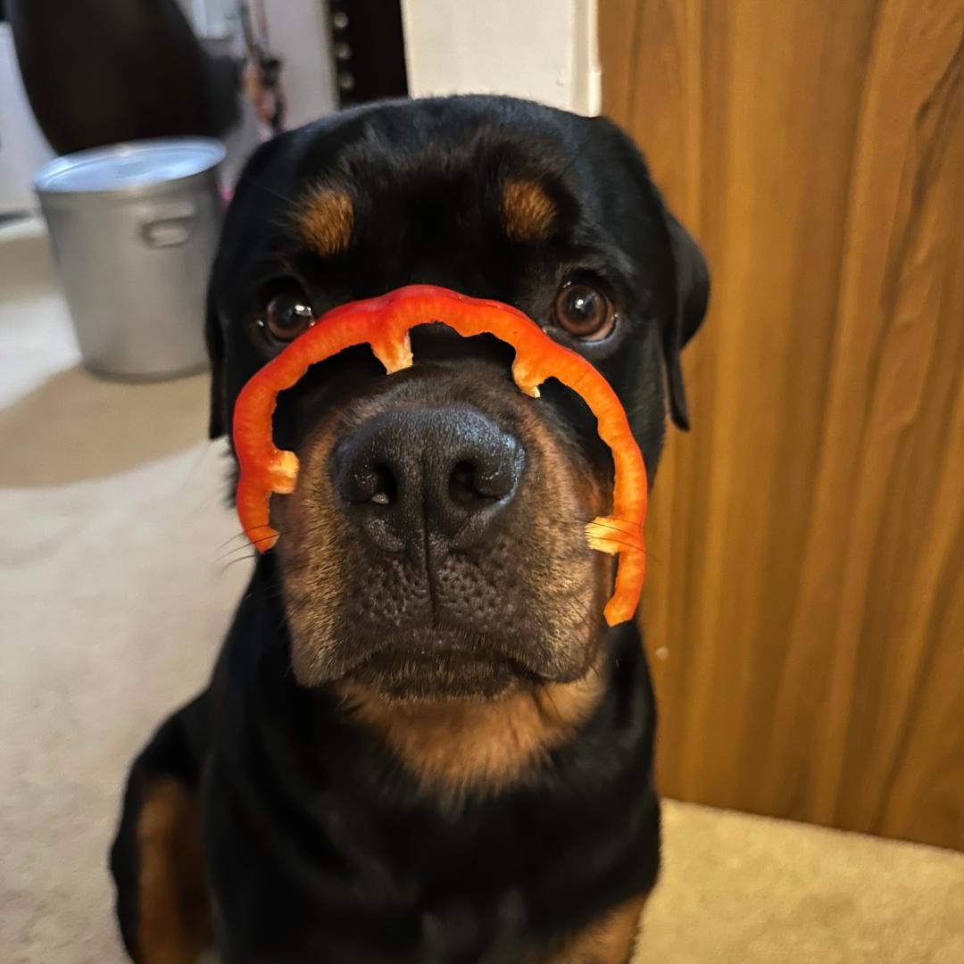 A Rottweiler dog with a slice of red bell pepper placed over its nose.