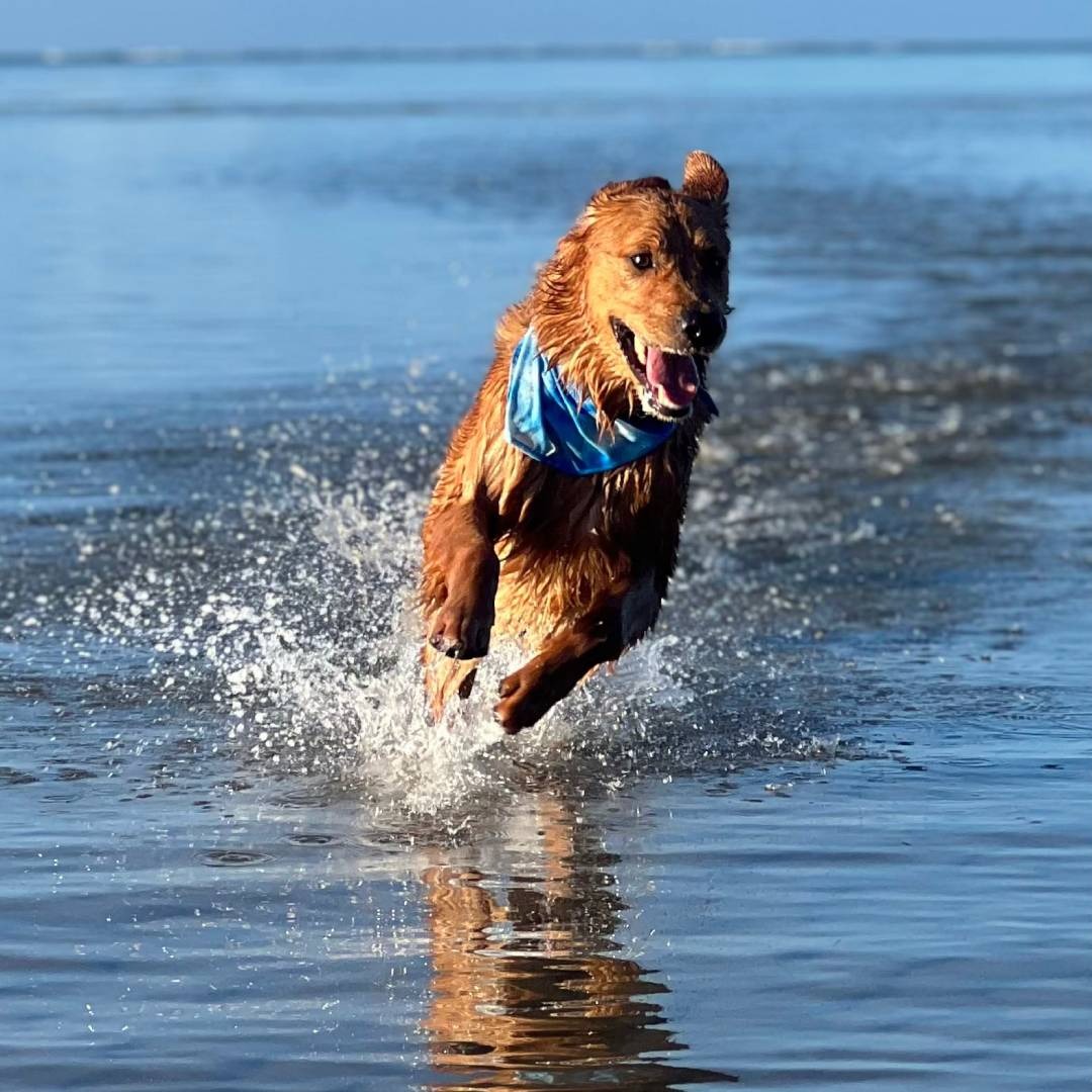 A golden retriever with a blue bandana running through shallow water.