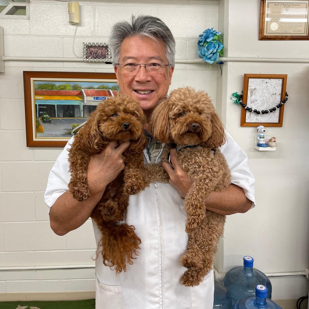 A man smiles while holding two fluffy brown poodle dogs.