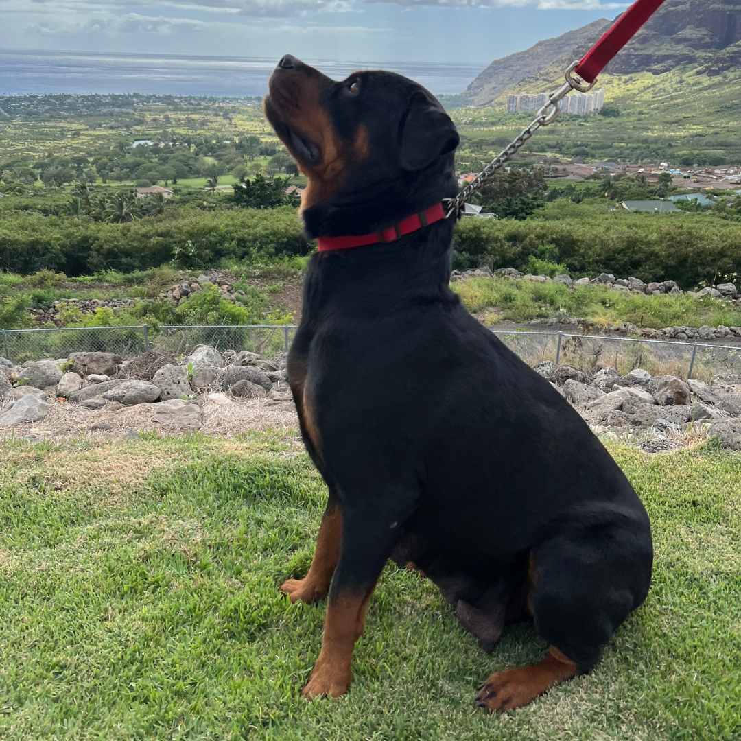 A black and tan Rottweiler dog sits on a grassy hill, looking up at the sky.