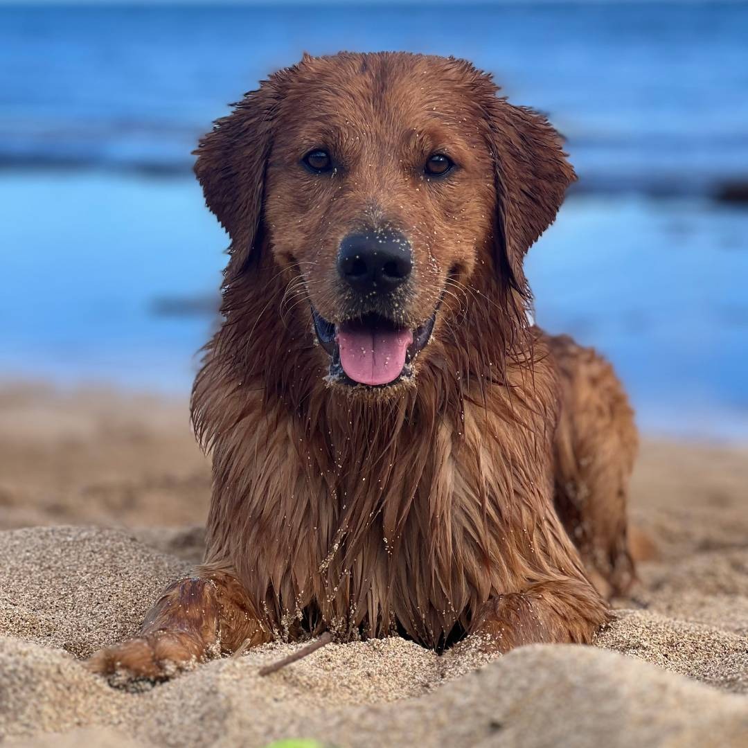 A wet golden retriever lies on the sand at the beach, with the ocean in the background.