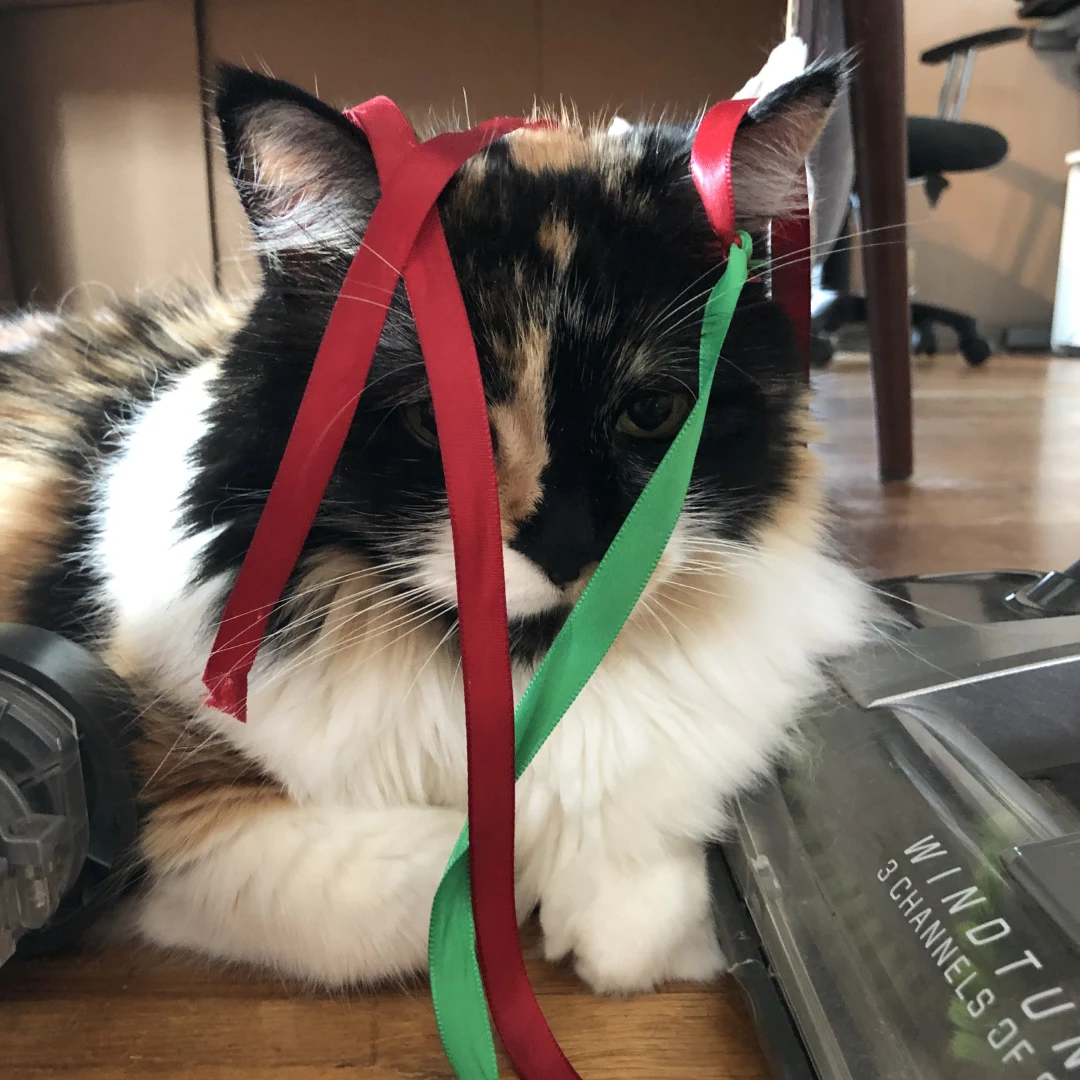 A calico cat is lying down with red and green ribbons draped over its head and face.