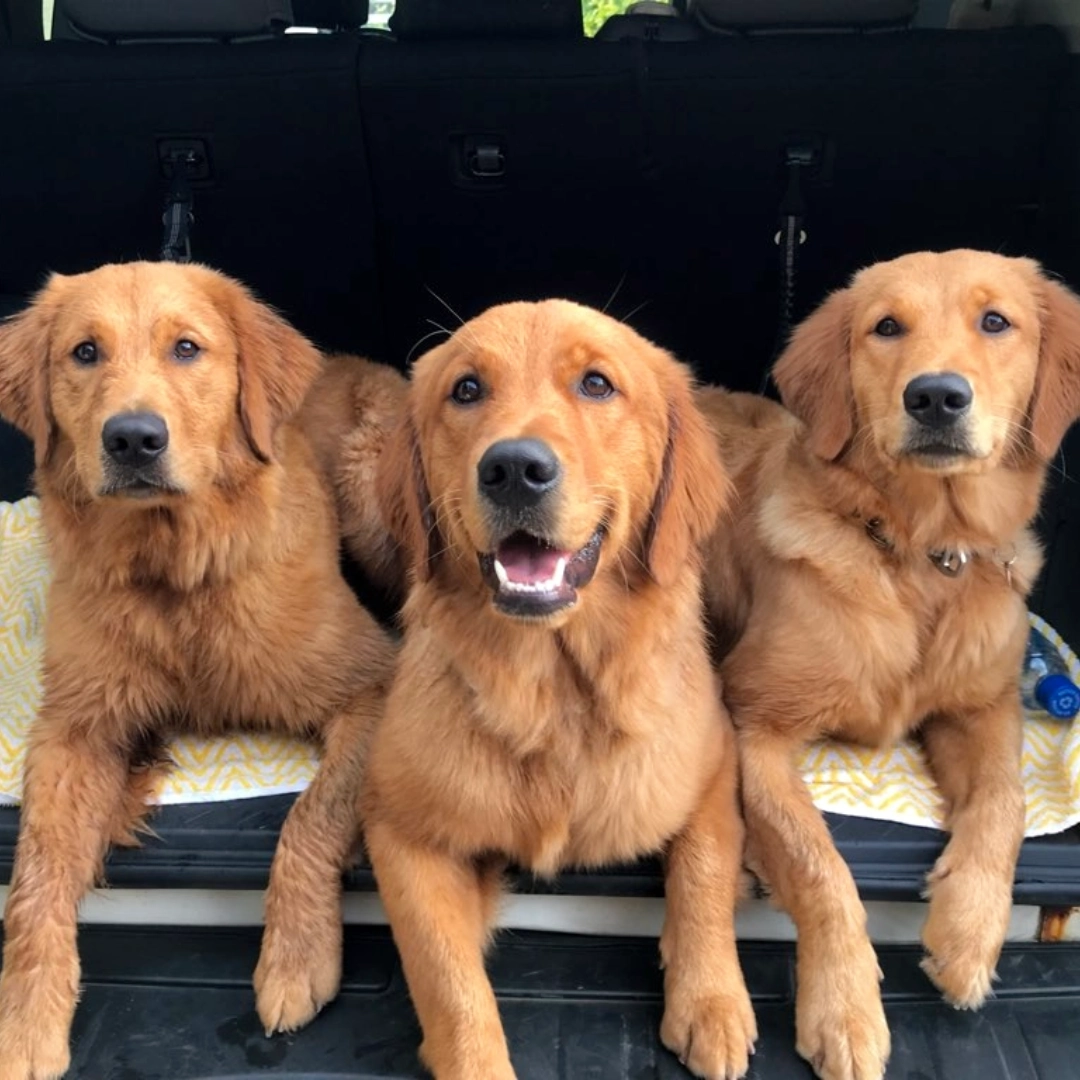 Three golden retrievers are sitting closely together in the back of a vehicle, with their front paws resting on the edge of the trunk opening.