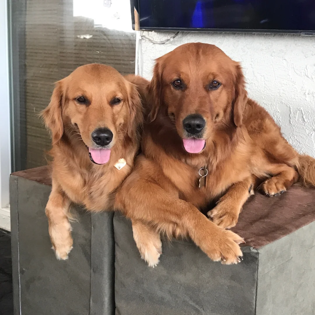 Two golden retriever dogs resting together on a plush surface.