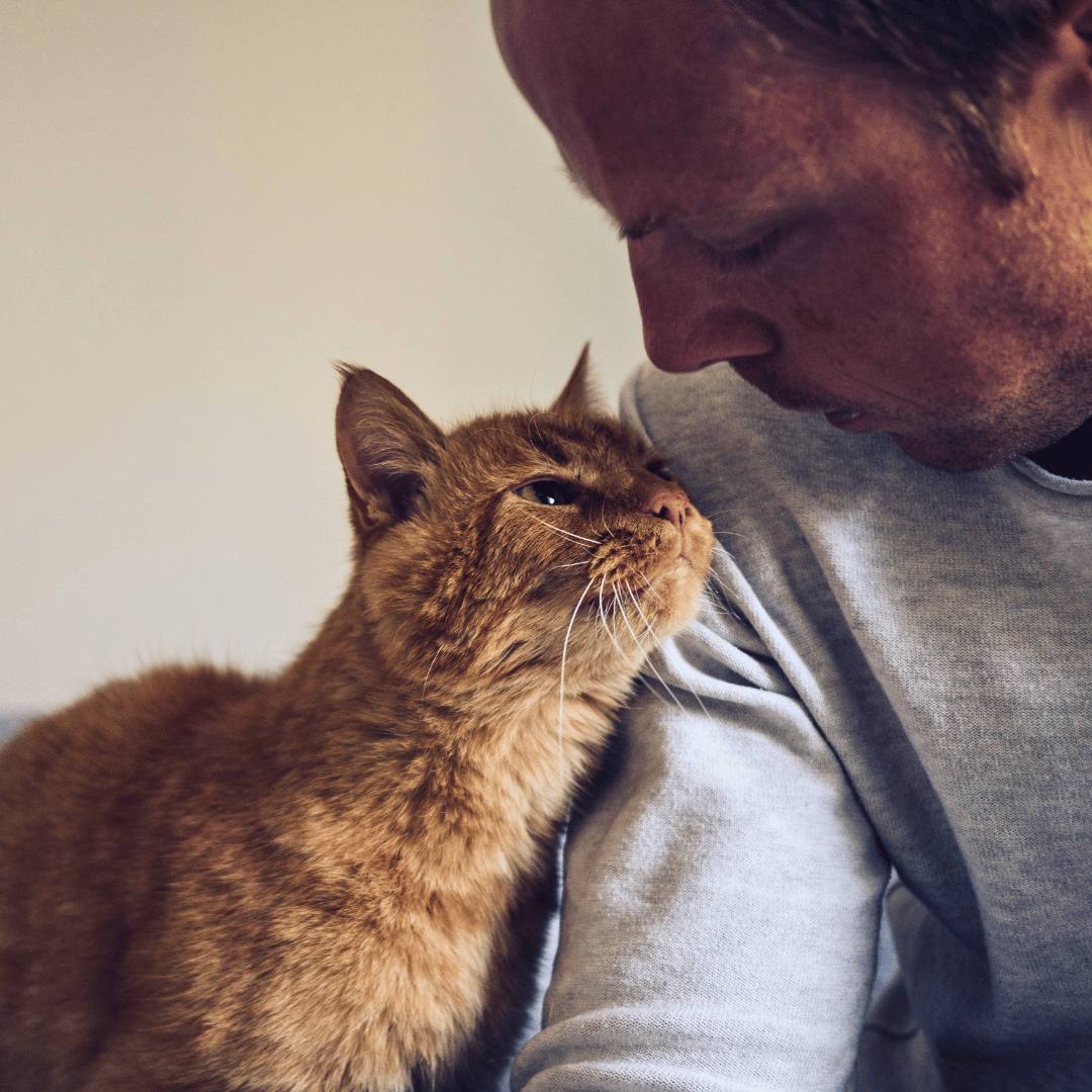 man giving affection to a senior orange tabby cat