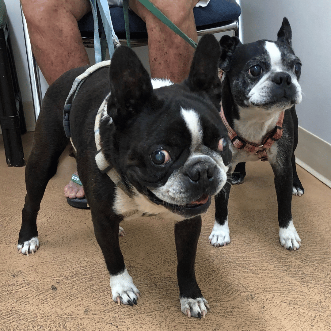 two boston terrier dogs at the vet