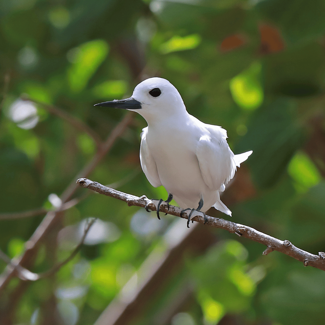 white tern bird sitting on a branch white tern bird sitting on a branch