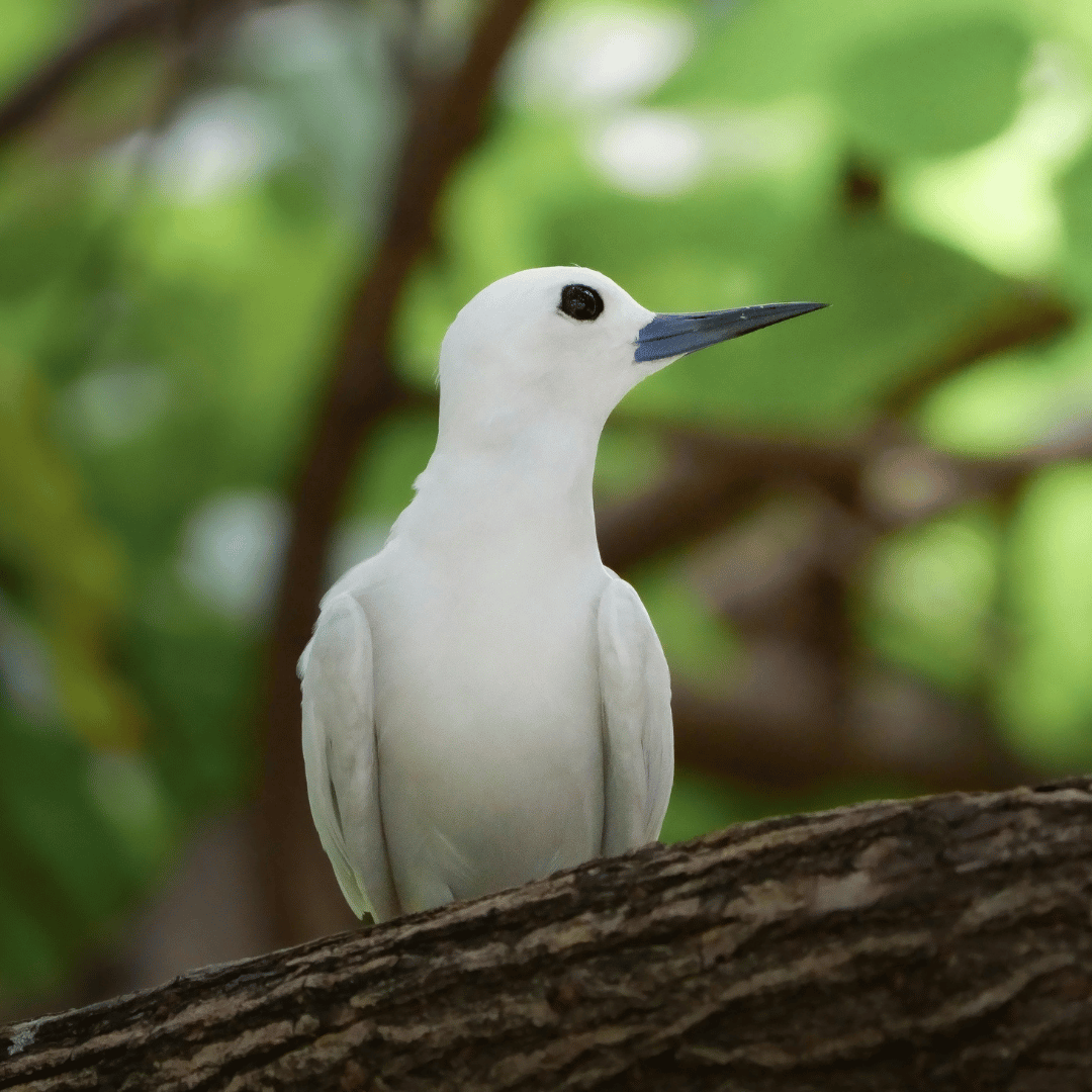 white tern bird sitting on a tree limb white tern bird sitting on a tree limb
