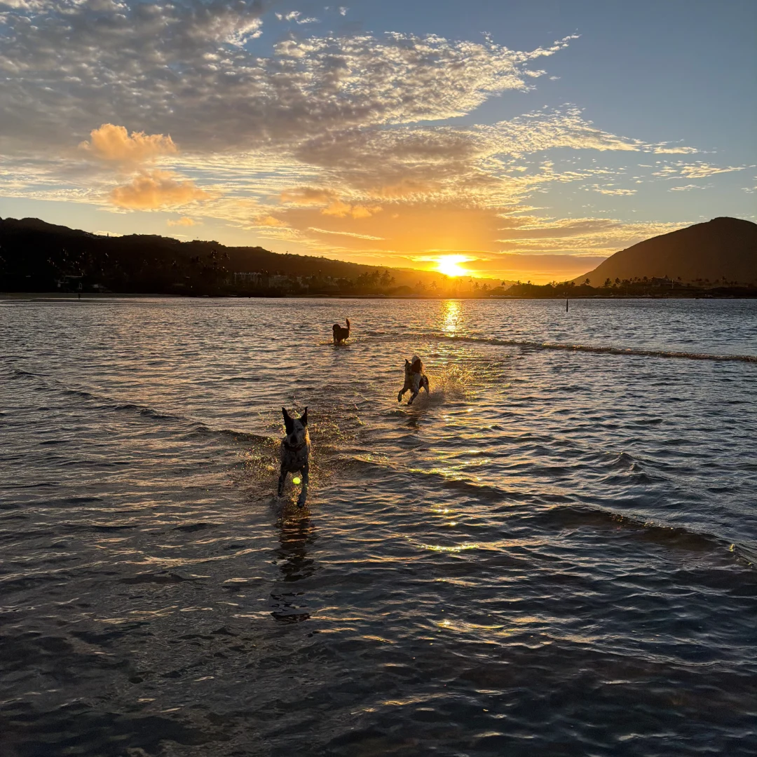 Several dogs run through shallow water at sunset, with the sun low on the horizon casting a warm glow over the scene and silhouetting the distant hills.