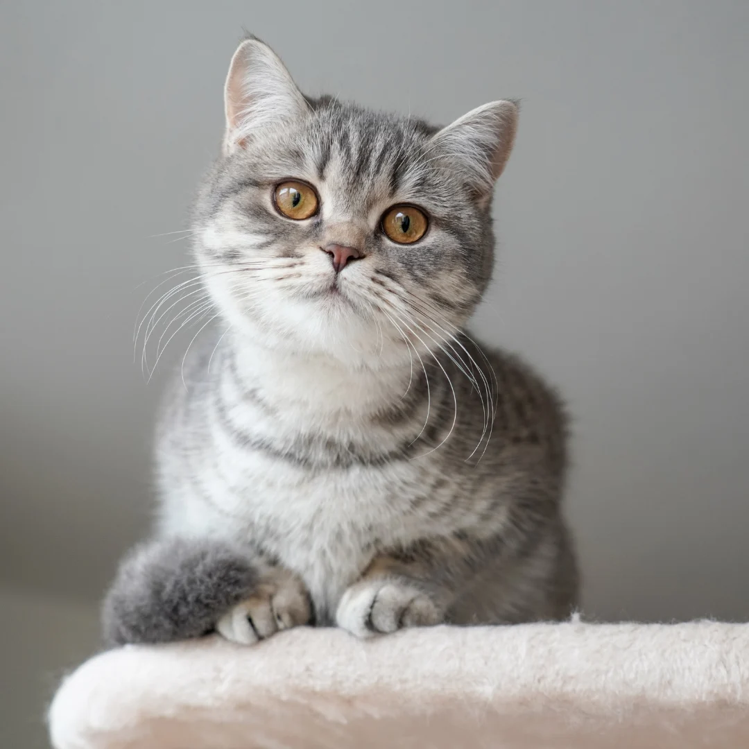 A close-up of a British Shorthair cat with silver tabby markings and copper eyes, sitting on a light-colored surface.