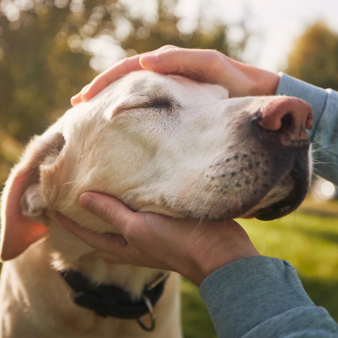 A person's hands gently petting a white dog's head outdoors.