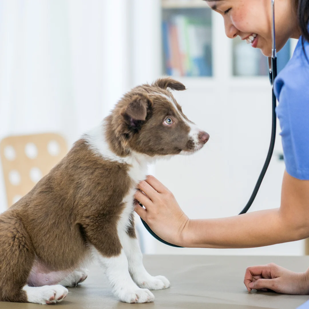 A veterinarian uses a stethoscope to examine a brown and white puppy sitting on an examination table.